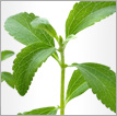 Stevia